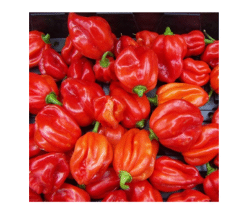 Fresh Red Scotch Bonnet Chilli Pack 1kg