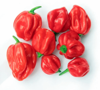 Fresh red Scotch bonnet Chilli Pack 300g