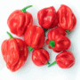 Fresh red Scotch bonnet Chilli Pack 300g
